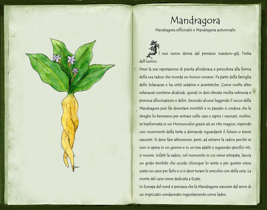 mandragora